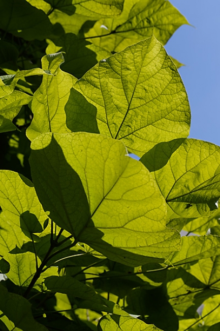 Jardin des Impressionnistes-143